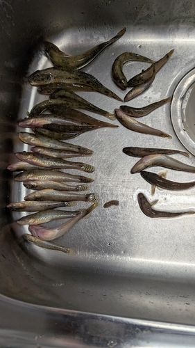 ハゼの釣果
