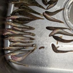 ハゼ