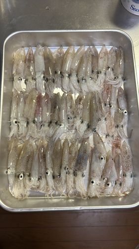 ベイカの釣果