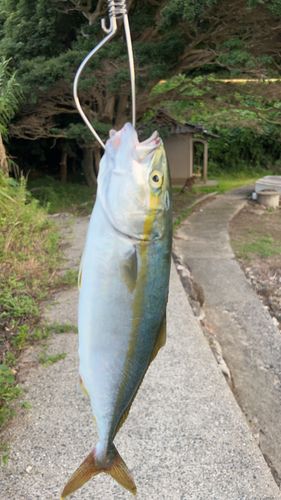 ブリの釣果