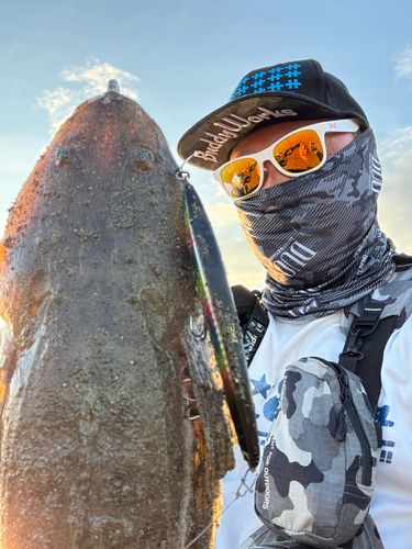 マゴチの釣果