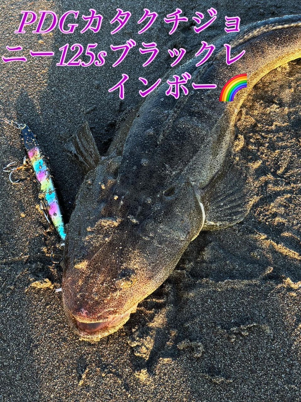 マゴチ
