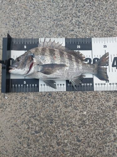 チヌの釣果