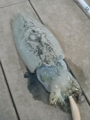 コウイカの釣果
