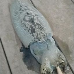 コウイカ