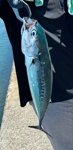 ソウダガツオの釣果
