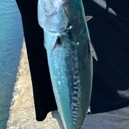 ソウダガツオ