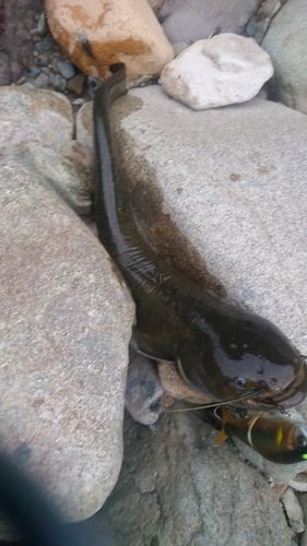 ナマズの釣果