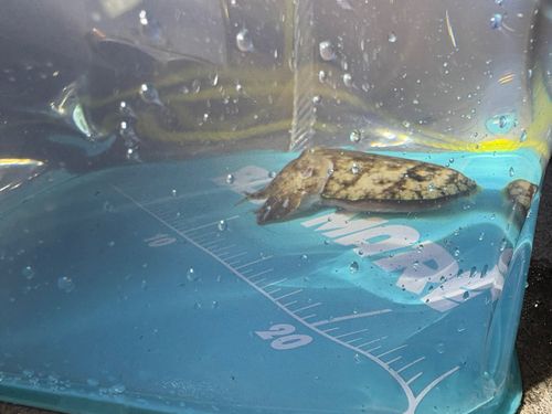 モンゴイカの釣果