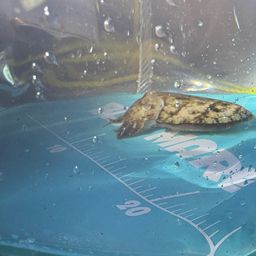 モンゴイカ