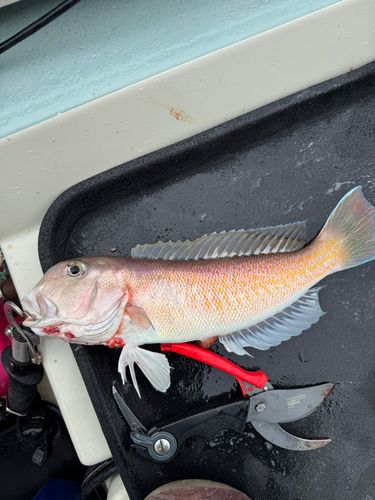シロアマダイの釣果