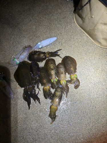 モンゴイカの釣果