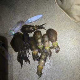 モンゴイカ