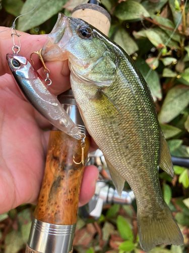 ブラックバスの釣果
