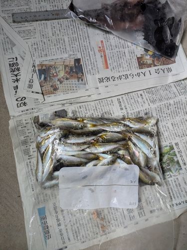 アジの釣果