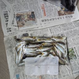 アジ