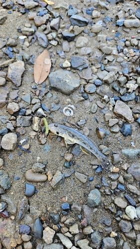 ハゼの釣果