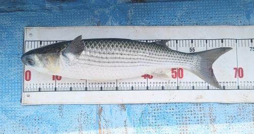 ボラの釣果