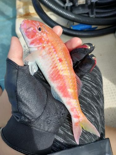 オジサンの釣果
