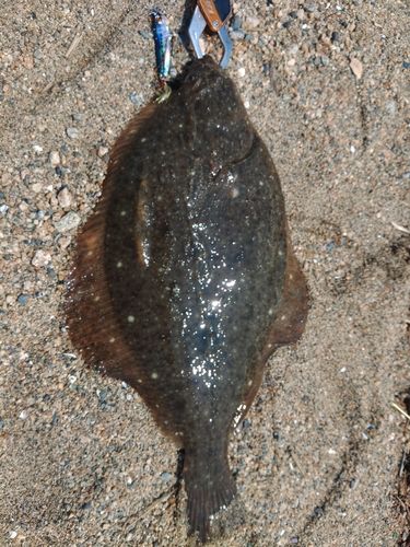 イシガレイの釣果