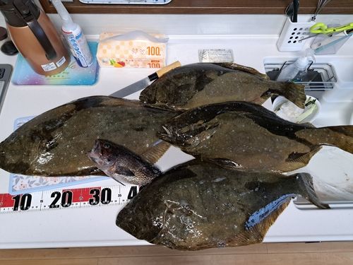 ヒラメの釣果