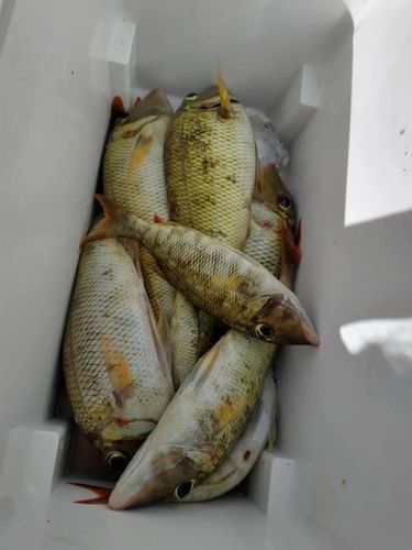 フエフキダイの釣果
