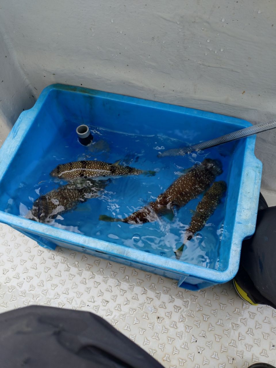 ショウサイフグ