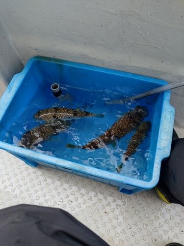 ショウサイフグの釣果