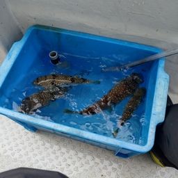 ショウサイフグ