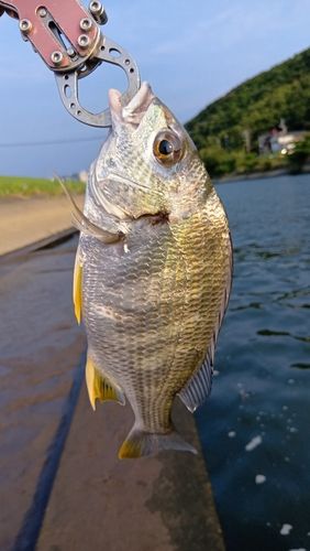 鹿児島県で釣れたタイの釣り・釣果情報 - アングラーズ | 釣果600万件