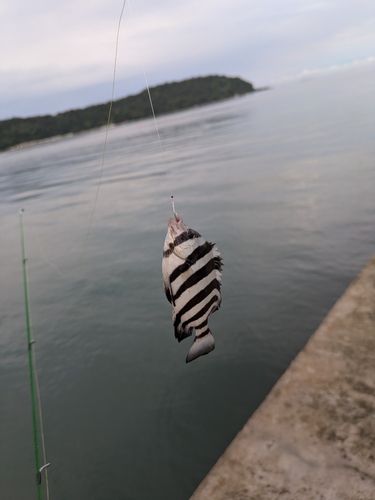 イシダイの釣果