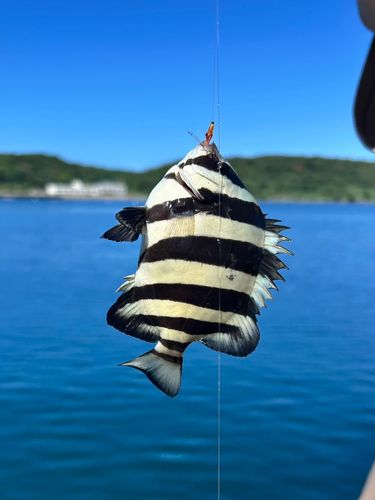 イシダイの釣果