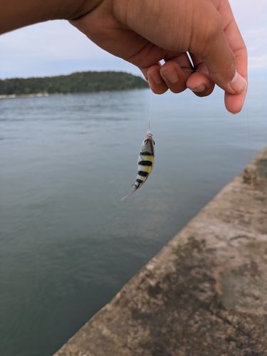 オヤビッチャの釣果