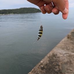 オヤビッチャ