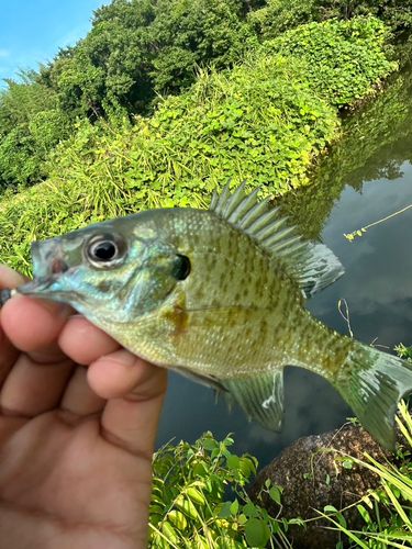 ブルーギルの釣果