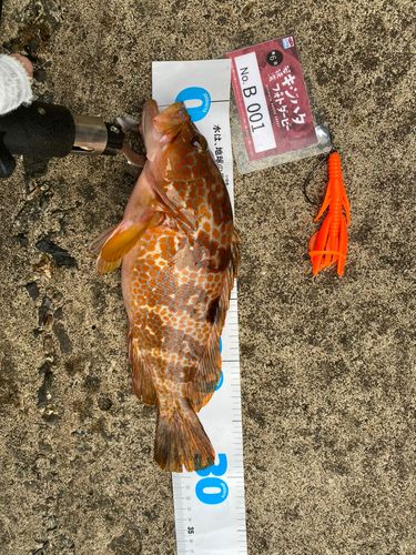 キジハタの釣果