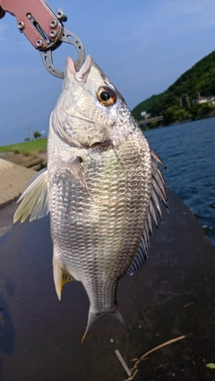 キビレの釣果