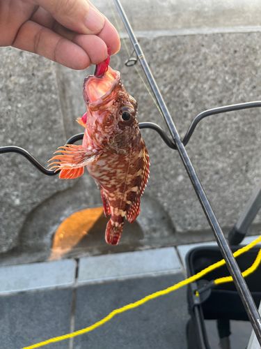 ガシラの釣果
