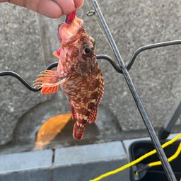 ガシラ