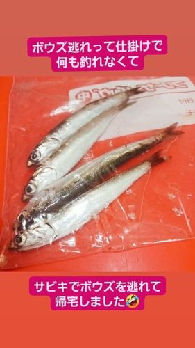 カタクチイワシの釣果