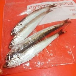 カタクチイワシ