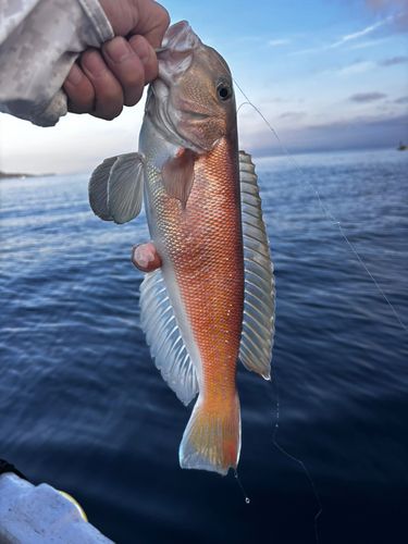 アマダイの釣果