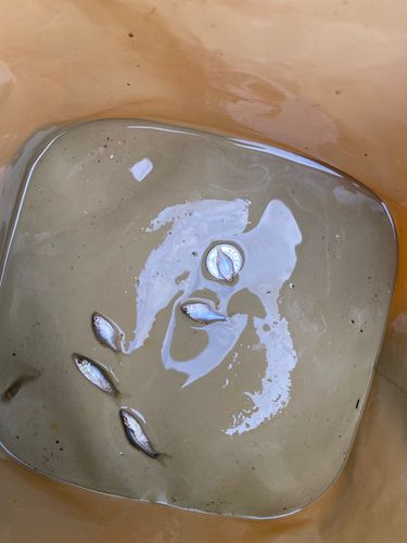 タイリクバラタナゴの釣果