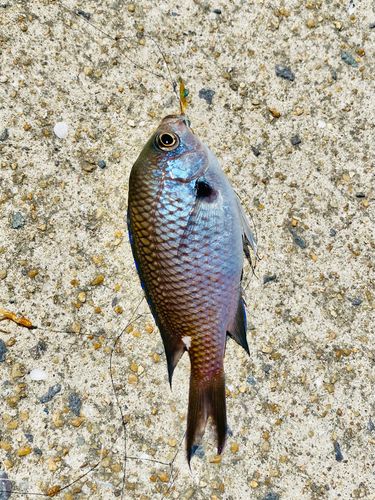 スズメダイの釣果