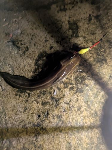 ゴンズイの釣果