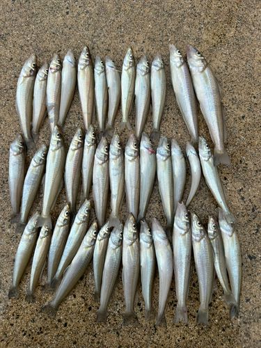 キスの釣果