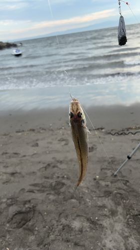 シロギスの釣果