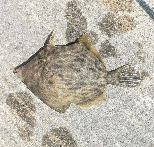 カワハギの釣果