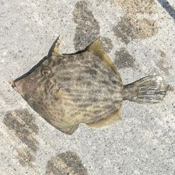 カワハギ