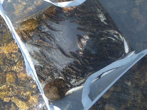 アユの釣果